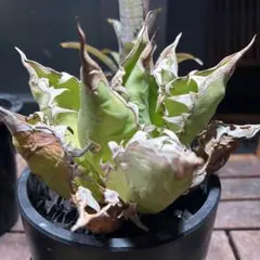 2025年最新】オアハカ 現地球の人気アイテム - メルカリ