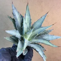 2026年最新】縞斑 アガベの人気アイテム - メルカリ