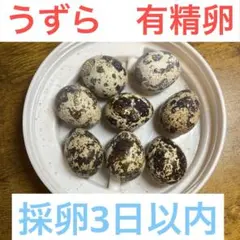 有精卵　並ウズラ　5こ