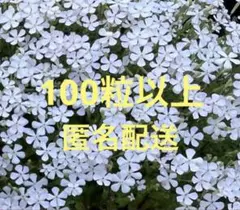 シレネ(ツルコザクラ) ホワイト 100粒以上　匿名配送