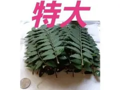山椒の葉 アゲハの餌 特大のサムネイル