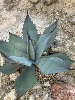 ドライガーデンＡセット鉢ごと配送致します。 ドライガーデンAセット鉢ごと致します