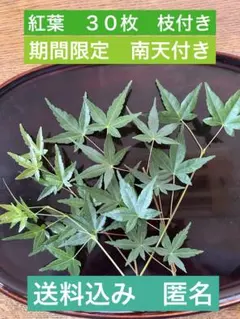 紅葉　料理の飾り　飾り葉　敷き葉　南天の枝おまけ付き