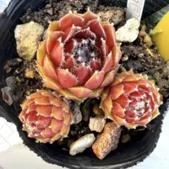 多肉植物 センペルビウム プラムパフェ No.67【赤】 - メルカリ