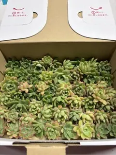 多肉植物 マッコス②箱いっぱい　カット苗　(まもなく出品取り下げ)