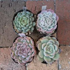 2026年最新】多肉 抜き苗 セットの人気アイテム - メルカリ