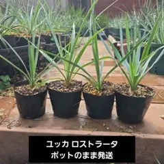 送料込み】ユッカ ロストラータ2株 フィリフェラ1株 セット - メルカリ