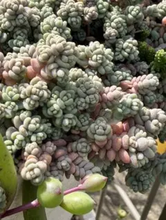 多肉植物 セダム 木立性ブレビフォリウム そよ風の天使 20カット