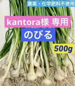 専用商品　新鮮✨天然　のびる⑩ 500g 大玉　栄養満点　農薬不使用　野蒜