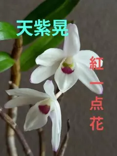 2026年最新】風蘭 大株の人気アイテム - メルカリ