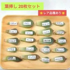 メルカリ便発送&ロウルサンコさんラベル付き☆多肉植物ホリダ関上ホワイトマジョール メルカリ便発送&ロウルサンコさんラベル付き☆多肉植物ホリダ関