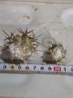 国王丸　カキコ　厳選　コレクション　コピアポア　シネレア コピアポア シネレア 黒王丸 カキコ | GREEN LUCK