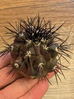 2026年最新】コピアポア グリセオビオラセアの人気アイテム - メルカリ