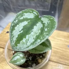 スキンダプサス　セットB1 楽天市場】スキンダプサス（花・ガーデン・DIY）の通販