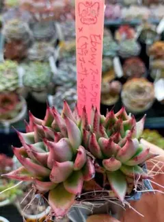 アテルーフ(自家)札付きポットごとメルカリ便ルイパパさん苗 アテルーフ×青鬼 札付きポットごとメルカリ便ルイパパさん苗