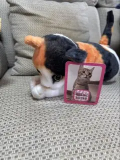 ぬいぐるみ にゃんこ