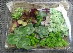 オロスタキス 玄海岩蓮華・子持ち蓮華・子持ち蓮華錦鏡花 カット苗