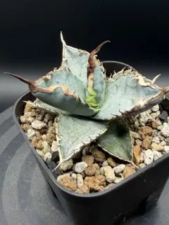 アガベ チタノタ 白鯨 菊鉢5号 鉢ごと発送 - メルカリ