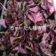 ちゃーたん様専用