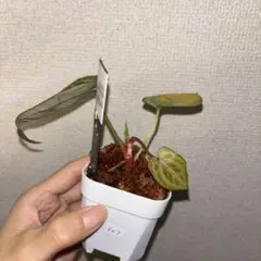 Anthurium SKG Pink Lemonade✖️RC （purple）のサムネイル