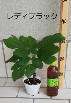 紅顔(Red orphan) いちじく苗　JIN AO Fenの変異種 紅顔(Red orphan) いちじく苗 JIN AO Fenの変異種 紅顔(Red orphan