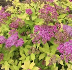 みみこ181525様 リクエスト 2点 まとめ商品