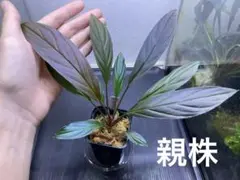 2026年最新】ホマロメナ 濡烏の人気アイテム - メルカリ