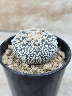 2026年最新】アストロフィツムの人気アイテム - メルカリ