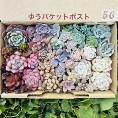 ✾56ちまちま寄せ植え　カット苗　多肉植物　寄せ植えセット　詰め合わせ　多種類苗