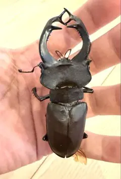 巨大♂】オオエンマハンミョウ Manticora タンザニア産 昆虫標本