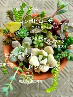 ぴんく盛り多肉 ピンクローズ ピンクスポット ピンクステラ ピンクベリー