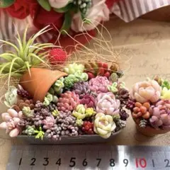 こぼれ多肉✴︎セダム♡多肉植物寄せ植え♡そのまま飾れる♡エアープランツつき♡