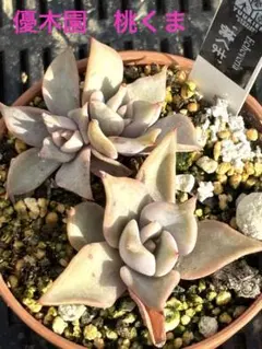 2026年最新】優木園の人気アイテム - メルカリ