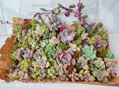 多肉　カット苗　詰め合わせ