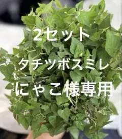 愛媛県産　無農薬　タチツボスミレ　薄紫　小苗　20 × 2セット