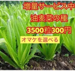 Sai様 リクエスト 3点 まとめ商品