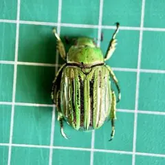 Korogisu様 リクエスト 2点 まとめ商品