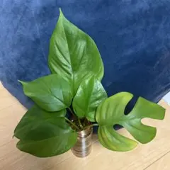 리틀 몬스테라 수경재배 모종