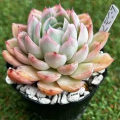 癒しの多肉植物 ママノエル - メルカリ
