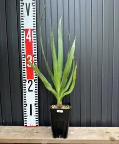 2025年最新】ドラセナドラコの人気アイテム - メルカリ