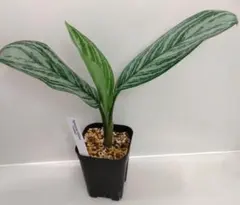 アグラオネマ・カーティシー Aglaonema nitidum Curtisiiのサムネイル