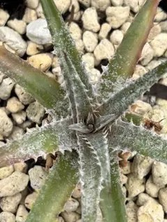 chama様 リクエスト 2点 まとめ商品　同梱お値引き済み