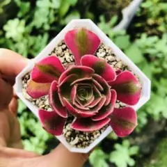 多肉植物 アエオニウム アエオニウム属 ピンクガール pink girl - メルカリ