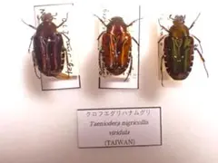 2026年最新】ハナムグリ標本の人気アイテム - メルカリ