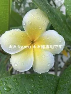 専用です