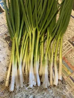 ノビル 野蒜 のびる 山菜 旬の野菜1kg - メルカリ