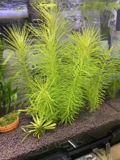 希少種‼️タイ産 本ナロー 特大塊株 メルカリ便 希少種‼️タイ産 本ナロー 特大塊株 メルカリ便 - メルカリ