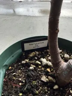 2026年最新】Martinencaの人気アイテム - メルカリ