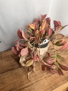 2026年最新】ホヤの人気アイテム - メルカリ