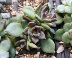 E.m様 リクエスト 3点 まとめ商品